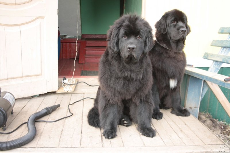 Фото: ньюфаундленд YAvnaya Krasota (Явная Красота), ньюфаундленд Neretum Tribe Xagrid