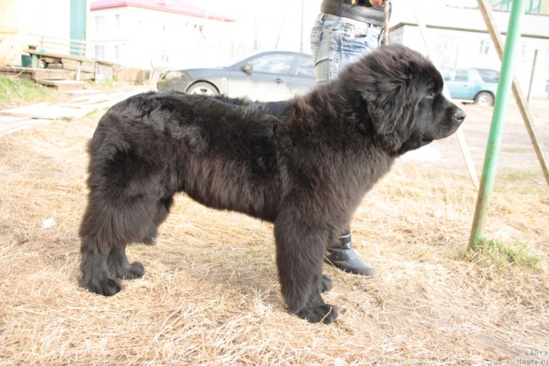 Фото: ньюфаундленд YAvnaya Krasota (Явная Красота)