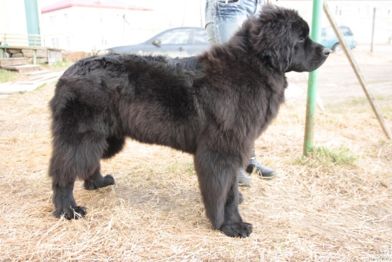 Фото: ньюфаундленд YAvnaya Krasota (Явная Красота)