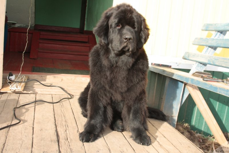 Фото: ньюфаундленд YAntarnaya Mechta (Янтарная Мечта)