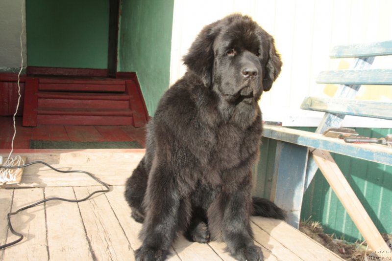 Фото: ньюфаундленд YAntarnaya Mechta (Янтарная Мечта)