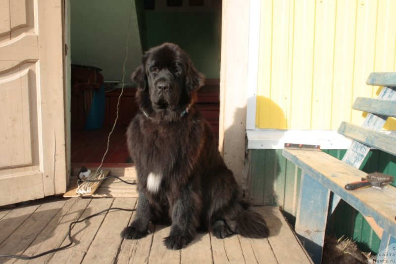 Фото: ньюфаундленд Neretum Tribe Xagrid