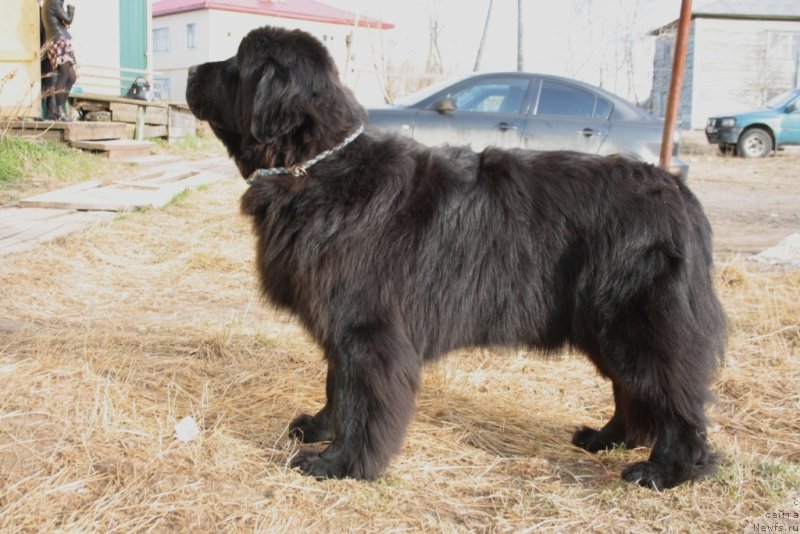 Фото: ньюфаундленд Neretum Tribe Xagrid, 13 мес.