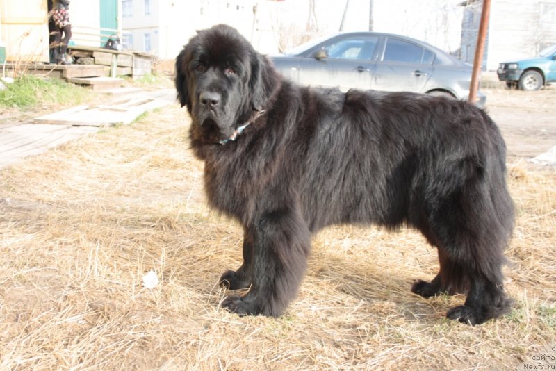 Фото: ньюфаундленд Neretum Tribe Xagrid, 13 мес.