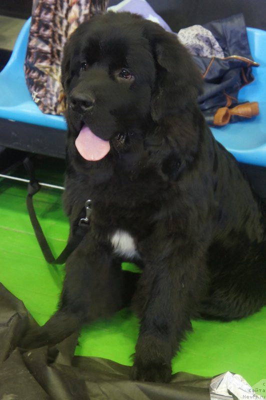 Фотография № 126434