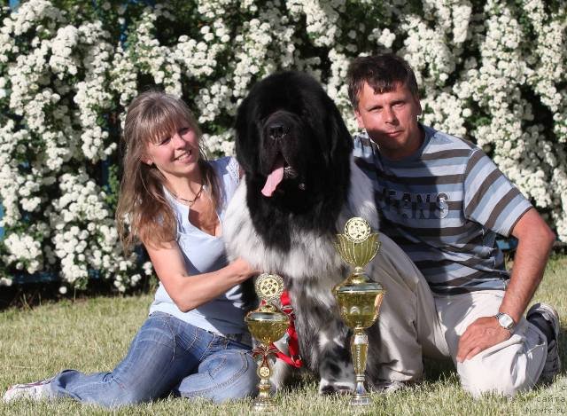 Фото: ньюфаундленд Plyushevaya Panda Stil'-Sankt-Peterburga (Плюшевая Панда Стиль-Санкт-Петербурга)