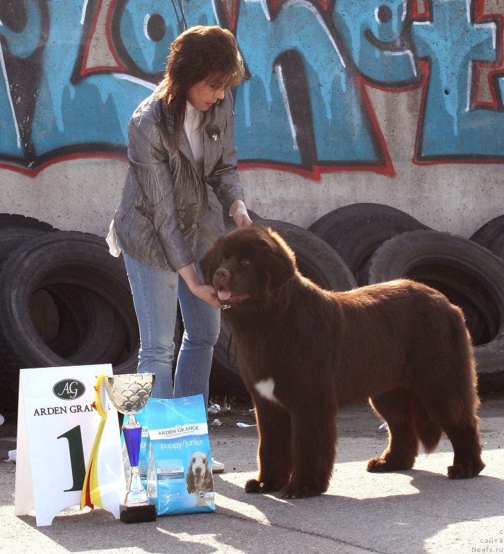 Фото: ньюфаундленд Aquatoriya Kelvin Heather Honey (Акватория Келвин Хизер Хани), YUliana Nikiforova (Юлиана Никифорова)