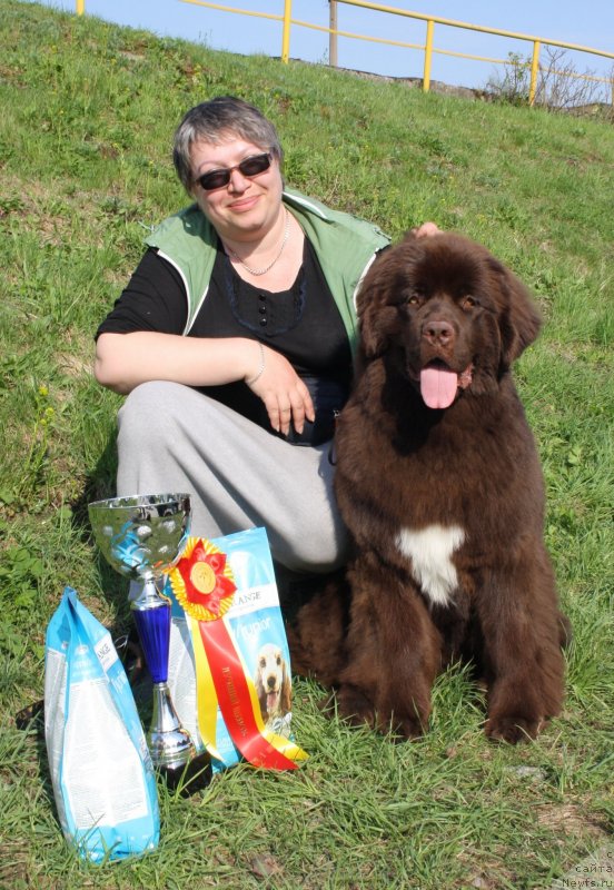 Фото: ньюфаундленд Aquatoriya Kelvin Heather Honey (Акватория Келвин Хизер Хани), Ekaterina Benken (Екатерина Бенкен)