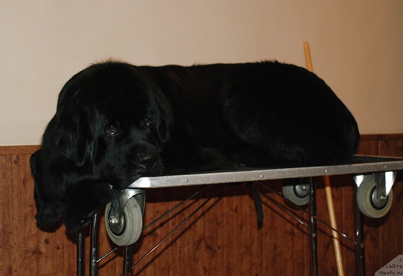 Фото: ньюфаундленд Belkonder-Club Ugli-Boogli (Белкондер-Клаб Угли-Бугли)