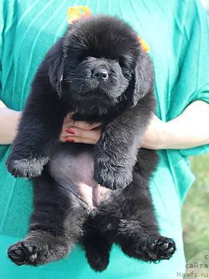 Фото: ньюфаундленд Piternyuf Ideas For Life (Питерньюф Идеас Фор Лифе)