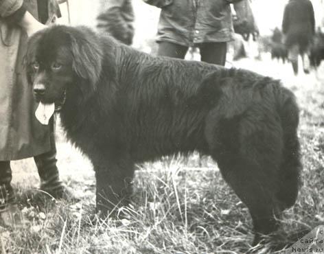 Фото: ньюфаундленд Richard (Ричард)