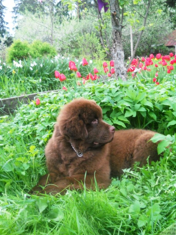 Фото: ньюфаундленд Simvol Roskoshi I Lubvi (Символ Роскоши и Любви)