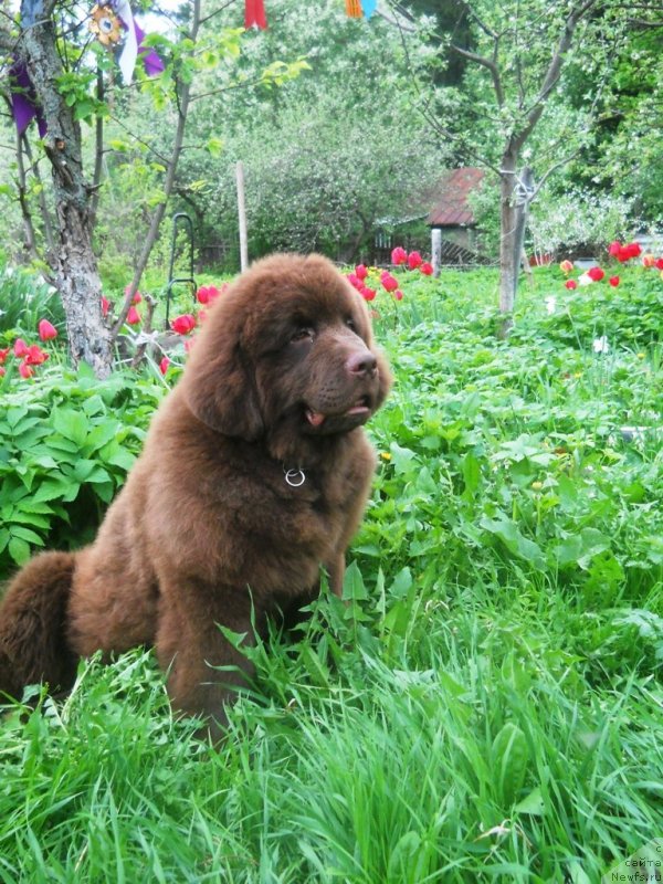 Фото: ньюфаундленд Simvol Roskoshi I Lubvi (Символ Роскоши и Любви)