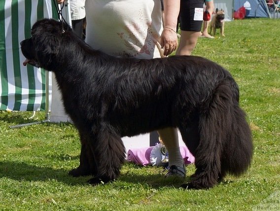 Фото: ньюфаундленд Plushevaya Panda Charisma (Плюшевая Панда Харизма)