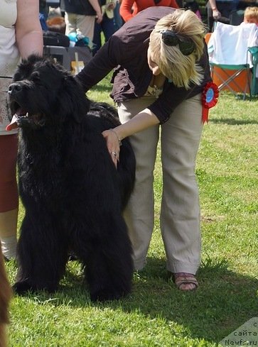 Фото: ньюфаундленд Plushevaya Panda Rus La Fleur Balu (Плюшевая Панда Рус ла Флер Балу)