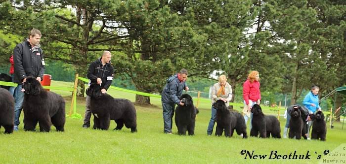 Фото: ньюфаундленд Zholli Wonderfull iz Medvejyego Yara (Жолли Вандерфулл из Медвежьего Яра), Elizaveta Safiullina (Елизавета Сафиуллина), ньюфаундленд Aquatoriya Kelvin From Siberia at Cayuga (Акватория Келвин Фром Сибириа эт Каюга), Tat'yana Abutova (Татьяна Абутова), ньюфаундленд Bears Cove Latoya for Grandbear Wow, Vera Andronova (Вера Андронова)