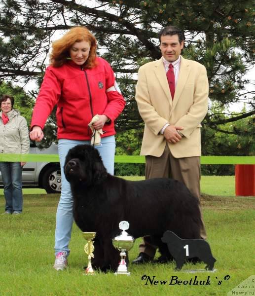 Фото: ньюфаундленд Zholli Wonderfull iz Medvejyego Yara (Жолли Вандерфулл из Медвежьего Яра), Elizaveta Safiullina (Елизавета Сафиуллина)