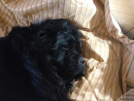 Фото: ньюфаундленд Restayling From SHipmyen (Рестайлинг Фром Шипмэн)