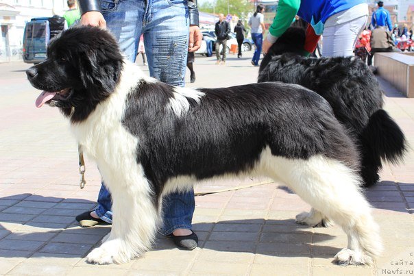 Фотография № 126554