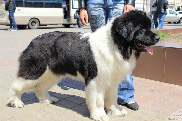 Фотография № 126555