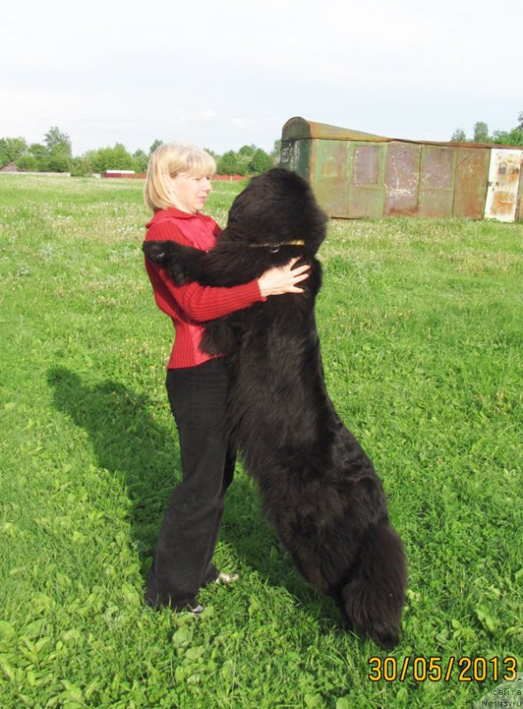 Фото: Elena Istomina (Елена Истомина), ньюфаундленд Beguschaya po Volnam Carica Savskaya (Бегущая по Волнам Царица Савская)