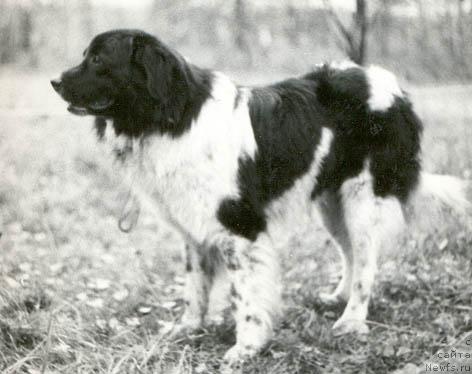 Фото: ньюфаундленд YUkon Lin (Юкон Лин)