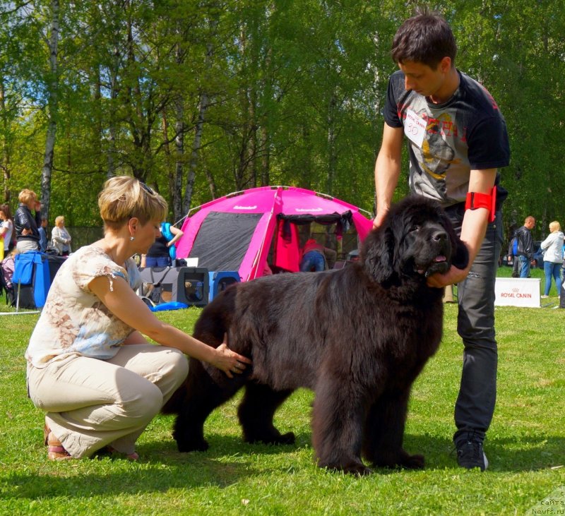 Фото: ньюфаундленд Smigar Galaxsy Shall Win (Смигар Галакси Шелл Вин)