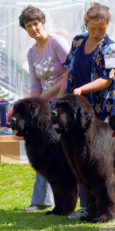 Фото: ньюфаундленд Smigar Gordon Fellow (Смигар Гордон-Феллоу), ньюфаундленд Smigar Galaxsy Shall Win (Смигар Галакси Шелл Вин)