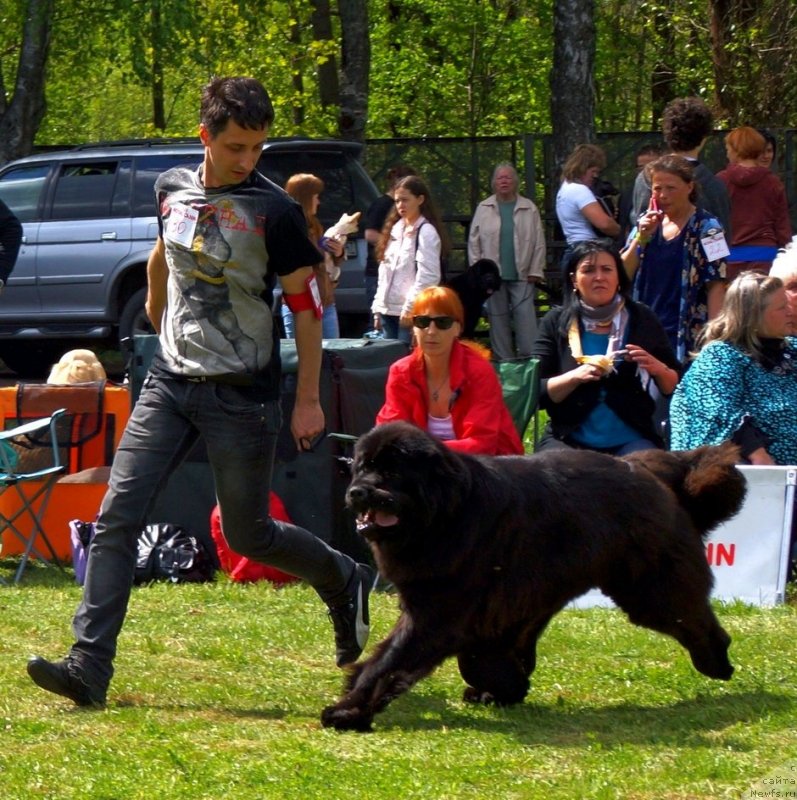 Фото: ньюфаундленд Smigar Galaxsy Shall Win (Смигар Галакси Шелл Вин)