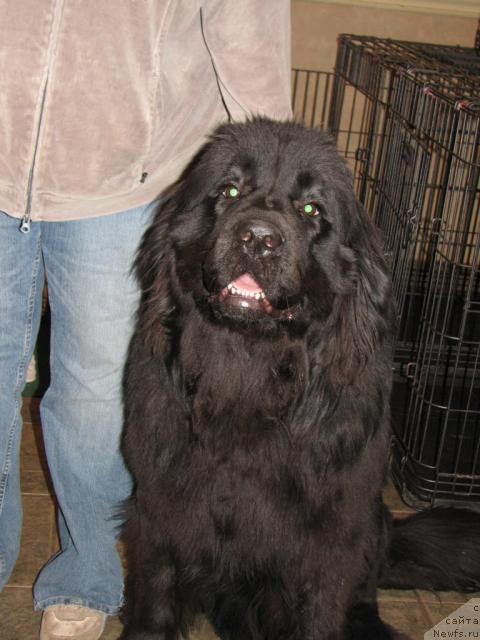 Фото: CastaNewf's COPYRIGHT DES OURSONS DU VENT ( FRANCE)-
кличка 