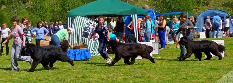 Фото: ньюфаундленд Smigar Gordon Fellow (Смигар Гордон-Феллоу), ньюфаундленд Smigar Galaxsy Shall Win (Смигар Галакси Шелл Вин), ньюфаундленд Smigar Severnaya Verona (Смигар Северная Верона)