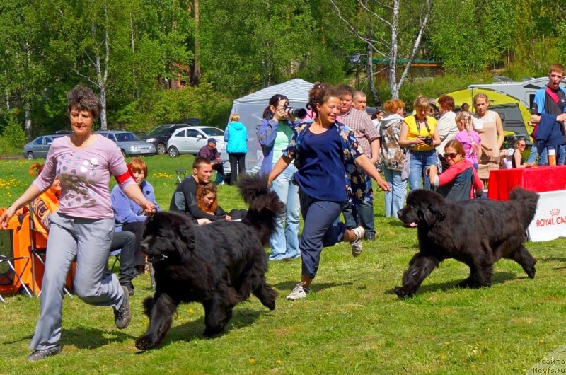 Фото: ньюфаундленд Smigar Gordon Fellow (Смигар Гордон-Феллоу), ньюфаундленд Smigar Galaxsy Shall Win (Смигар Галакси Шелл Вин)