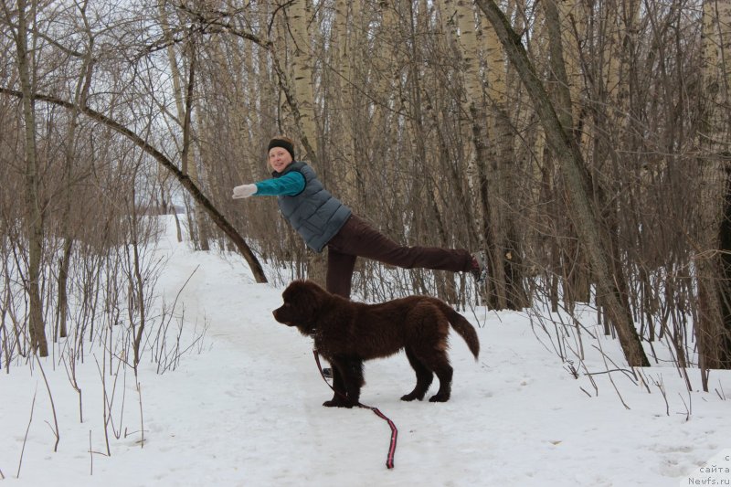 Фото: ньюфаундленд Chara Hani Les (Чара Хани Лес)