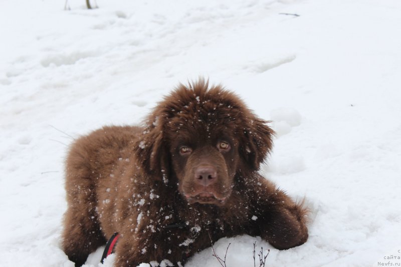 Фото: ньюфаундленд Chara Hani Les (Чара Хани Лес)