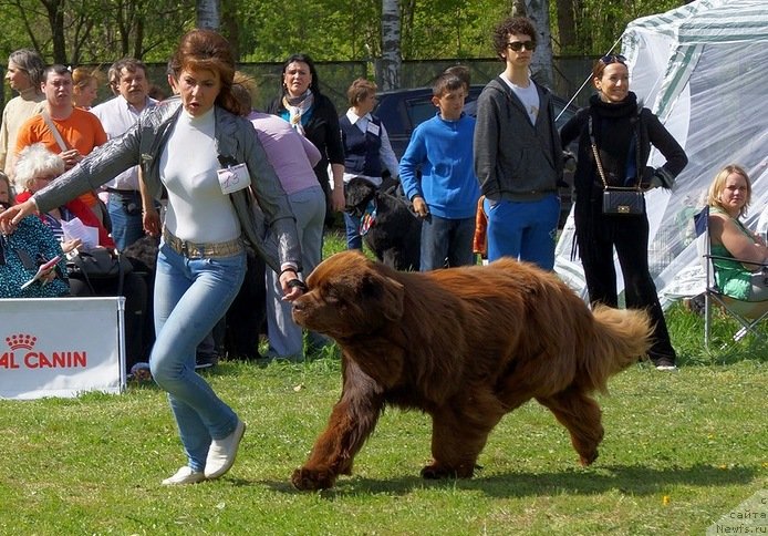 Фото: ньюфаундленд Aquatoriya Kelvin Royal Teddy Bear (Акватория Келвин Ройал Тедди Беар)