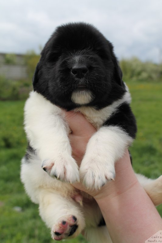 Фотография № 126643