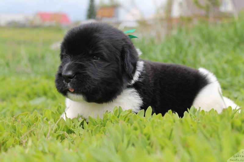 Фото: ньюфаундленд Bi Perfekt Vitko YUgo (Би Перфект Витко Юго)