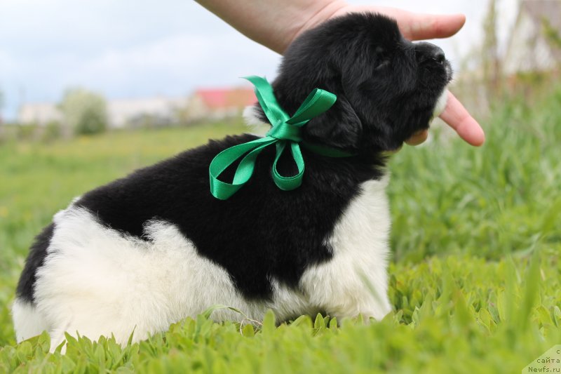 Фото: ньюфаундленд Bi Perfekt Vitko YUgo (Би Перфект Витко Юго)