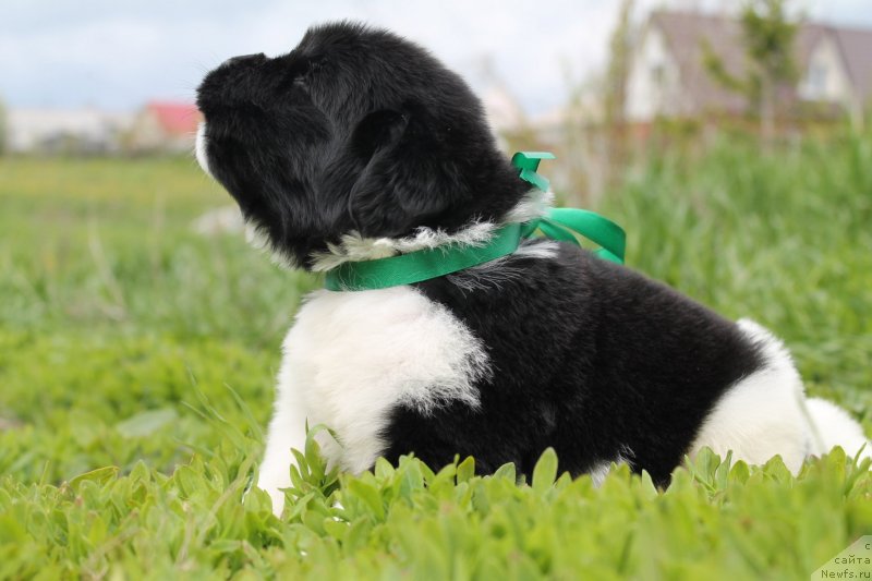 Фото: ньюфаундленд Bi Perfekt Vitko YUgo (Би Перфект Витко Юго)