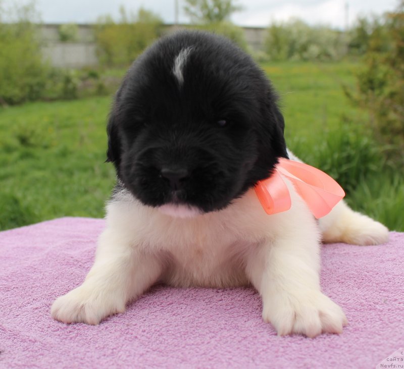 Фото: ньюфаундленд Fiamettahauz  Nunki (Фиаметтахауз Нунки), ньюфаундленд Flagman ot Sibirskogo Medvedja (Флагман от Сибирского Медведя)