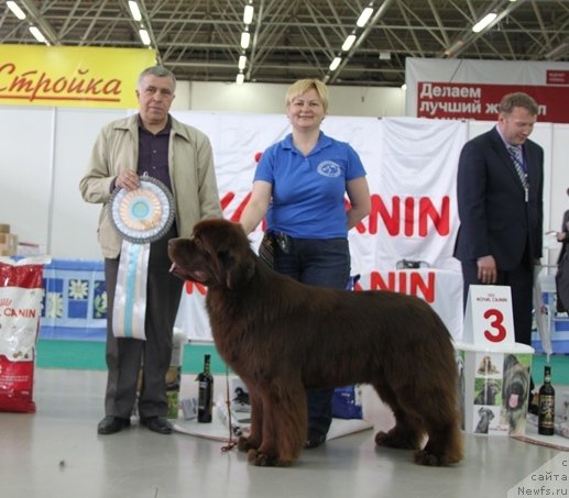 Фото: ньюфаундленд Aquatoriya Kelvin Reds Begin and Win (Акватория Келвин Редс Бегин энд Вин), Tat'yana Abutova (Татьяна Абутова), YAkov Rudakov (Яков Рудаков)