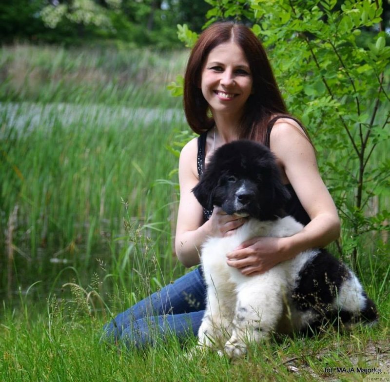 Фото: ньюфаундленд Chernaya Mafia Zebra Time (Черная Мафия Зебра Тиме)