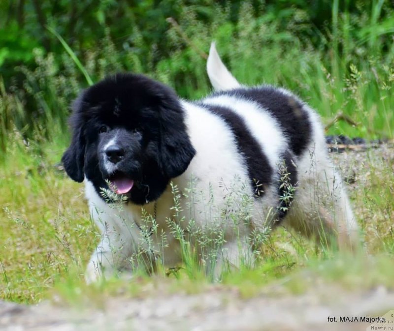 Фотография № 126664