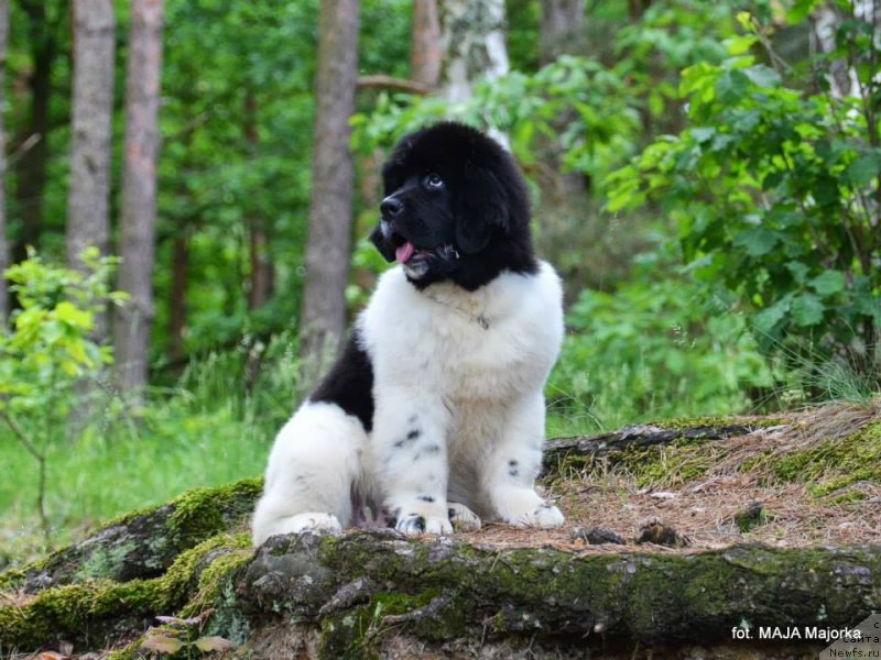 Фотография № 126667