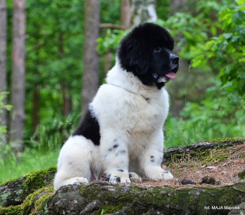 Фотография № 126668