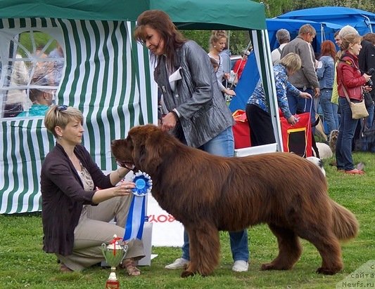 Фото: ньюфаундленд Aquatoriya Kelvin Royal Teddy Bear (Акватория Келвин Ройал Тедди Беар), YUliana Nikiforova (Юлиана Никифорова)