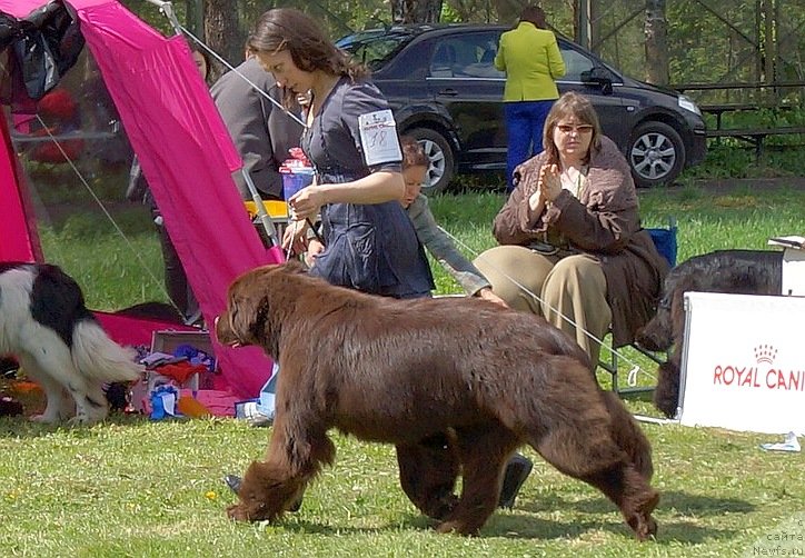 Фото: ньюфаундленд Aquatoriya Kelvin Heather Honey (Акватория Келвин Хизер Хани), Inga Goncharenko (Инга Гончаренко)