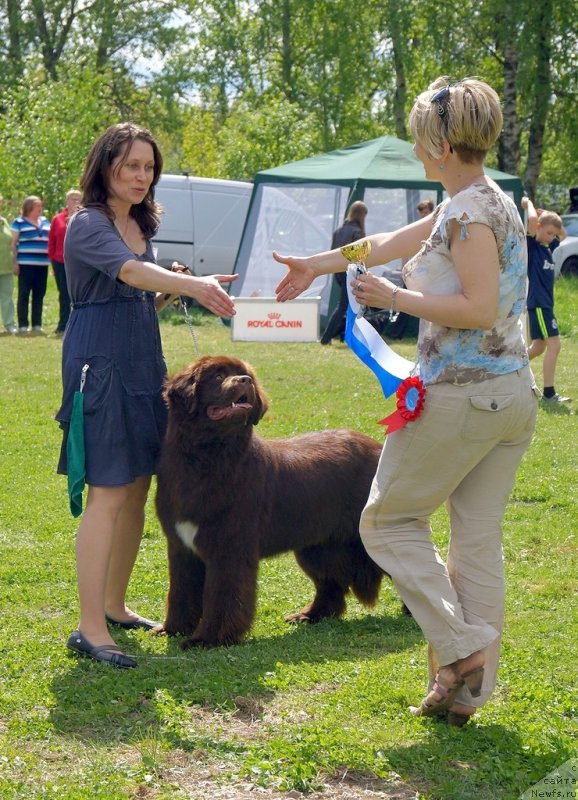 Фото: ньюфаундленд Aquatoriya Kelvin Heather Honey (Акватория Келвин Хизер Хани), Inga Goncharenko (Инга Гончаренко)
