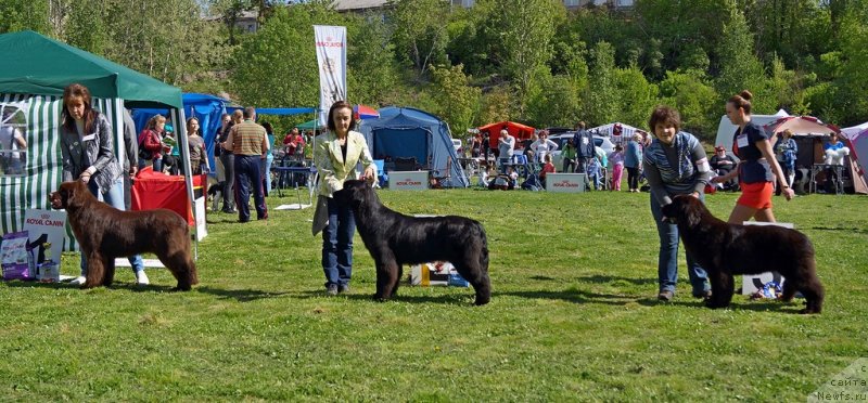 Фото: ньюфаундленд Aquatoriya Kelvin Heather Honey (Акватория Келвин Хизер Хани), ньюфаундленд Beguschaya po Volnam Shade Color of Life (Бегущая по Волнам Шадэ Колор оф Лифе), ньюфаундленд Fluffy Avalanch Exclusive Dream (Флюфи Аваланч Эксклюсиве Дрим), YUliana Nikiforova (Юлиана Никифорова), Ol'ga Koroleva (Ольга Королева), Irina Vesnina (Ирина Веснина)
