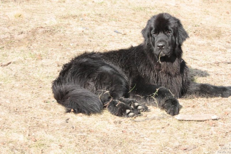 Фото: Neretum Tribe Xagrid